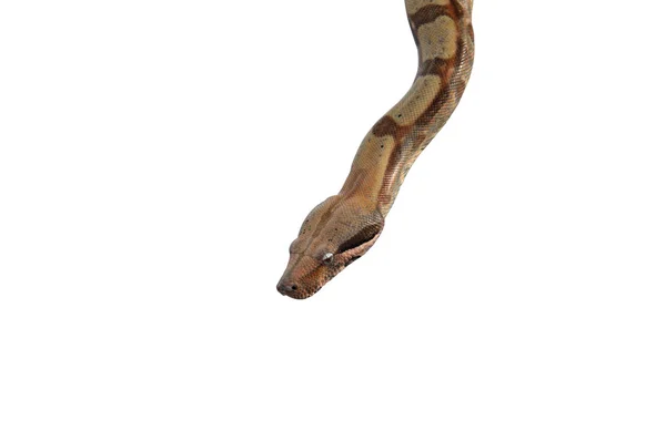 Phyton Snake Head Shoot Selective Focus — Stock Photo, Image