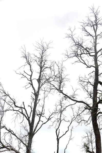 Pohon Bakau Kering Terhadap Langit Putih Stok Gambar Bebas Royalti