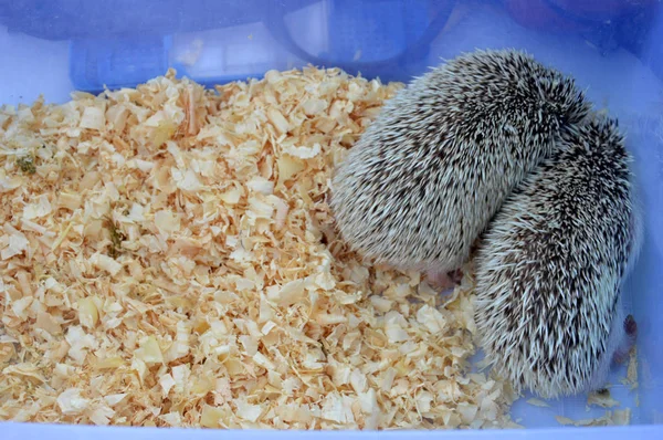 Small Hedgehog Cage — Stock Photo, Image