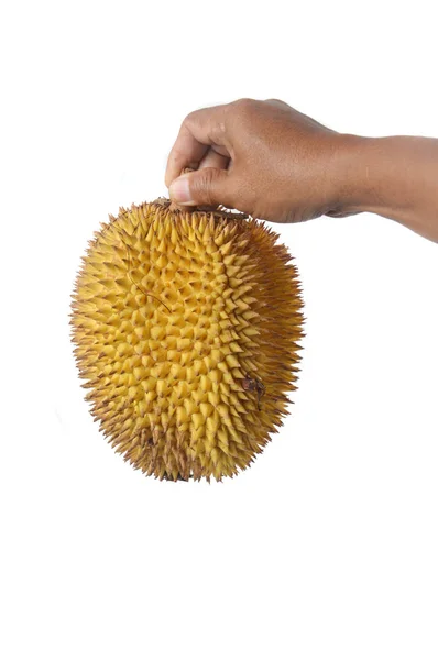 Mão Masculina Segurando Elaii Frutas Tropicais Como Frutas Durianas Frutas — Fotografia de Stock