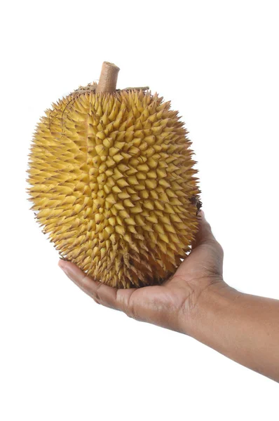 Mão Masculina Segurando Elaii Frutas Tropicais Como Frutas Durianas Frutas — Fotografia de Stock