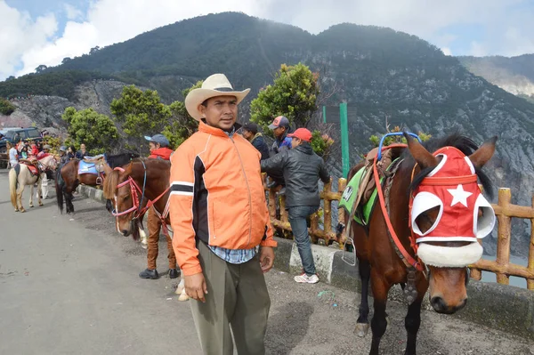 Bandung Indonesia Maret 2014 Kuda Untuk Sewa Tangkuban Perahu Daerah — Stok Foto
