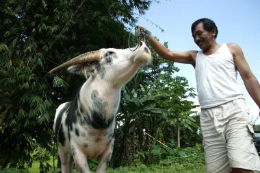 Toraja - Endonezya, 1 Temmuz 2009: Tedong Bonga, Buffalo toraja 'lı bir adam