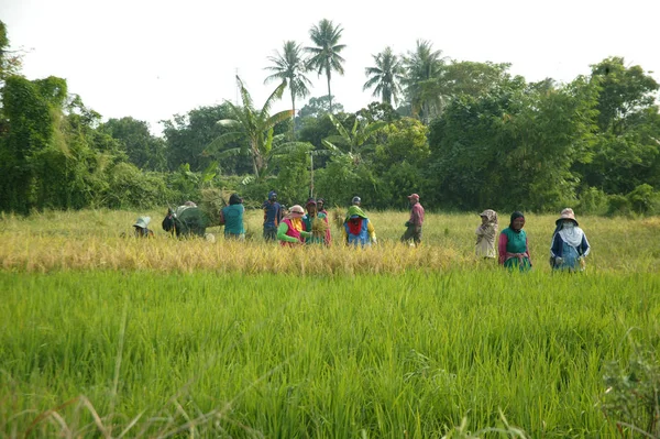 Barru Indonesia Junio 2009 Los Campesinos Del Pueblo Cosechan Arroz — Foto de Stock