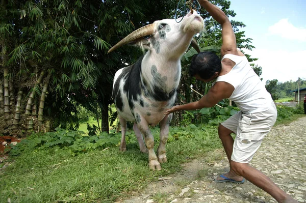 Toraja - Endonezya, 1 Temmuz 2009: Tedong Bonga, Buffalo toraja 'lı bir adam