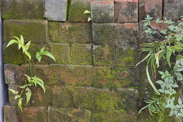 詳細なテクスチャレンガ苔むした壁の背景 — ストック写真