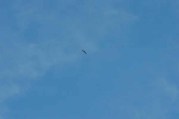 鹰在蓝天上飞翔 — 图库照片