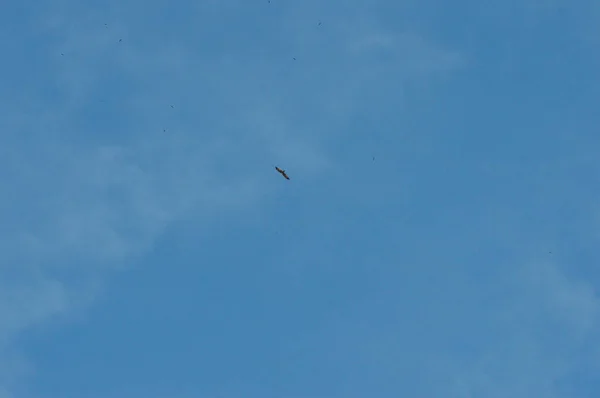 Águila Volando Cielo Azul — Foto de Stock