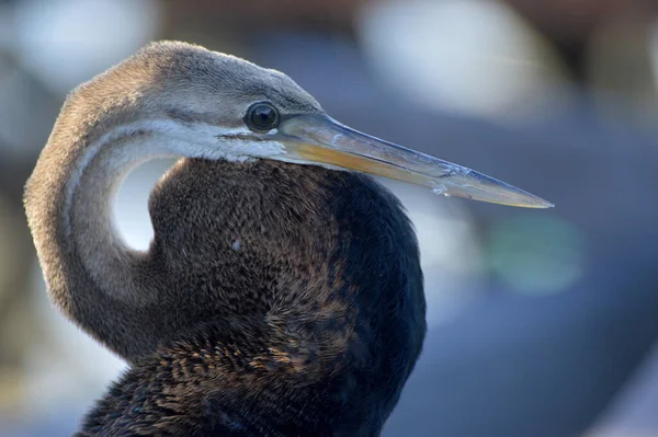 Bruine Reiger Pier — Stockfoto