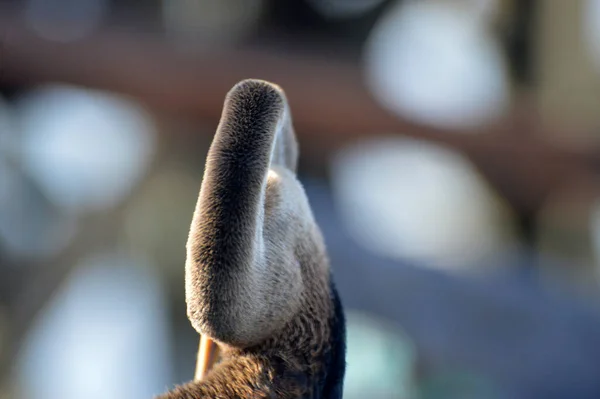 Brun Häger Vid Piren — Stockfoto