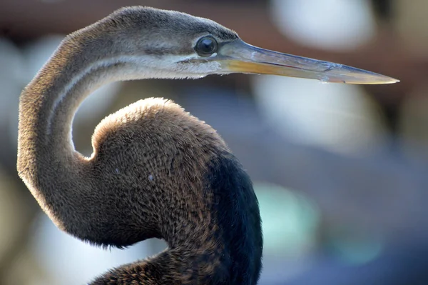 Bruine Reiger Pier — Stockfoto