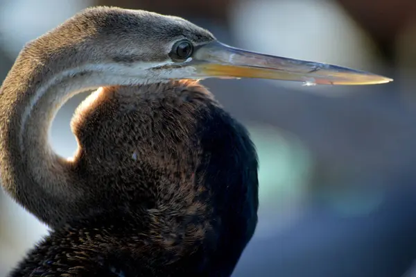 Bruine Reiger Pier — Stockfoto