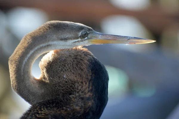 Bruine Reiger Pier — Stockfoto