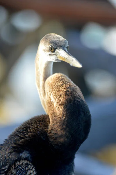 Bruine Reiger Pier — Stockfoto