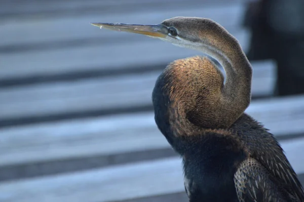 Bruine Reiger Pier — Stockfoto