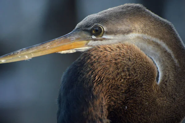 Bruine Reiger Pier — Stockfoto