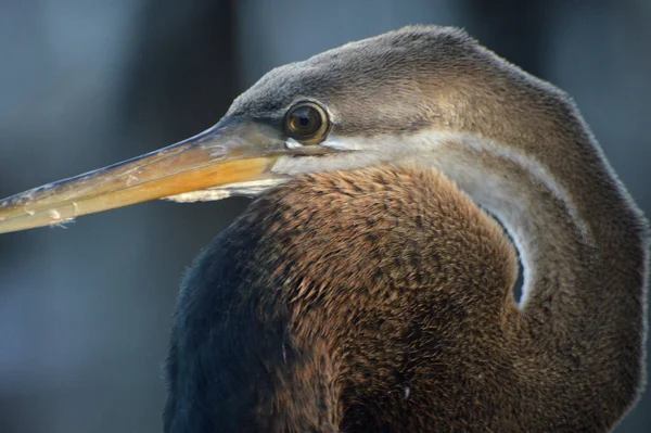 Bruine Reiger Pier — Stockfoto