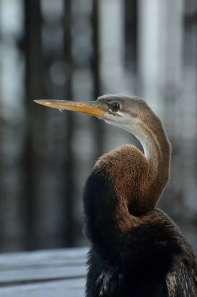 Bruine Reiger Pier — Stockfoto