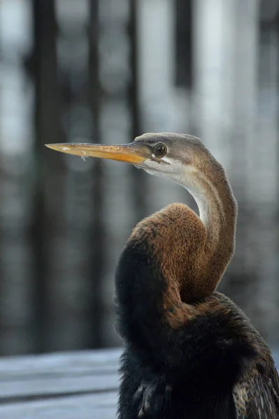 Bruine Reiger Pier — Stockfoto