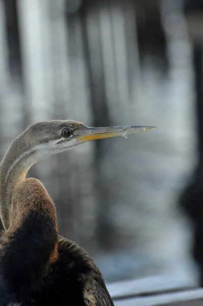 Bruine Reiger Pier — Stockfoto