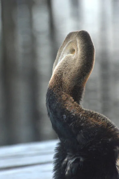 Bruine Reiger Pier — Stockfoto