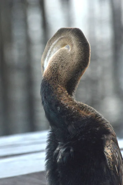 Bruine Reiger Pier — Stockfoto