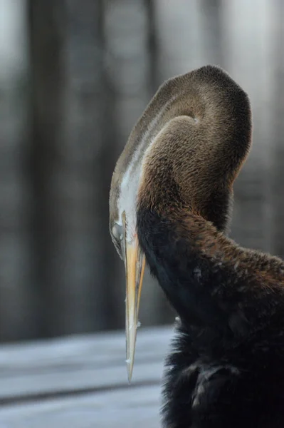 Bruine Reiger Pier — Stockfoto