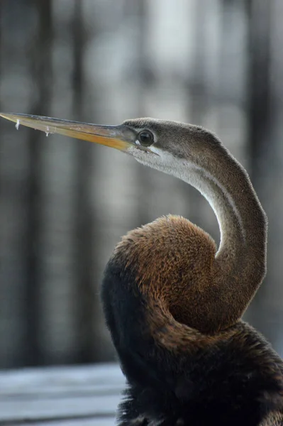 Bruine Reiger Pier — Stockfoto