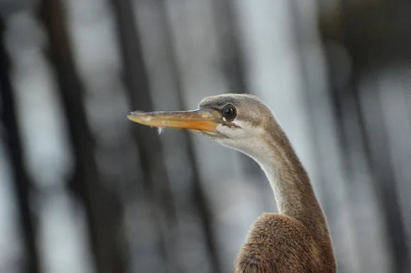 Bruine Reiger Pier — Stockfoto