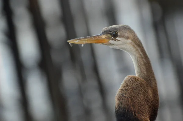 Bruine Reiger Pier — Stockfoto