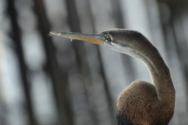 Bruine Reiger Pier — Stockfoto