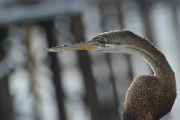 Bruine Reiger Pier — Stockfoto