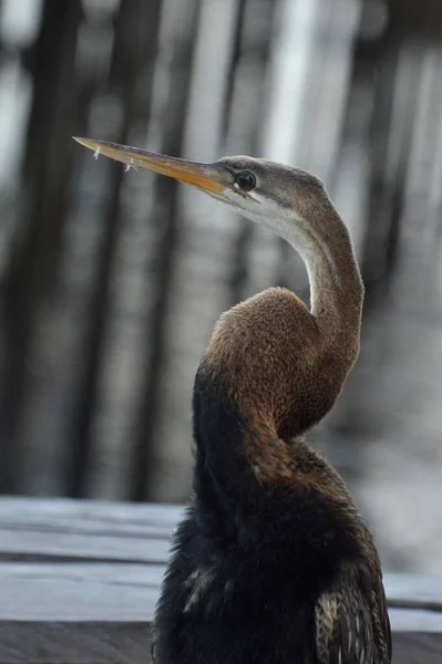 Bruine Reiger Pier — Stockfoto