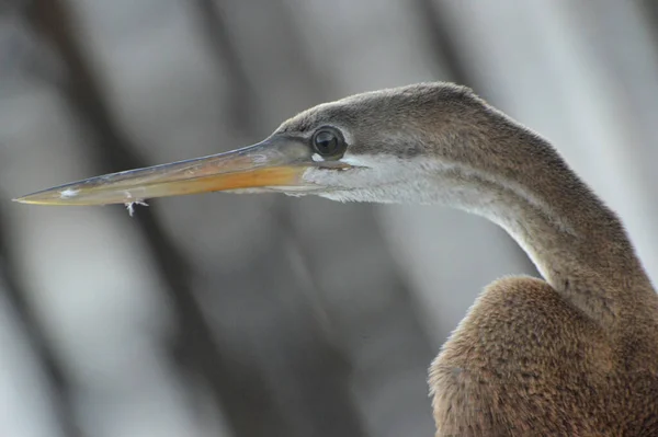 Bruine Reiger Pier — Stockfoto