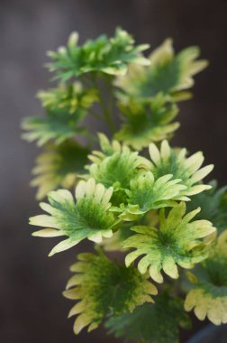 Sürünen Charlie ya da zemin sarmaşığı, yeşil-beyaz ya da krem renkli varigata ile kıvrımlı kenarları olan nane (Lamiaceae) familyasından bir bitki türü.