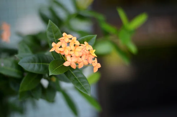 Enfoque Selectivo Hermosas Flores Color Naranja Asoka Saraca Asoca Con — Foto de Stock