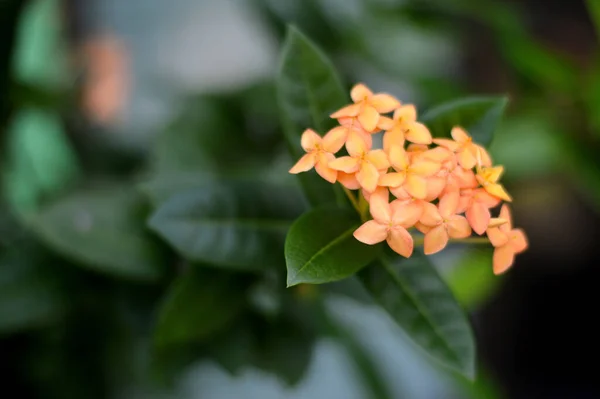 Selektivní Zaměření Krásné Oranžové Květy Ašoka Saraca Asoca Zelenými Listy — Stock fotografie