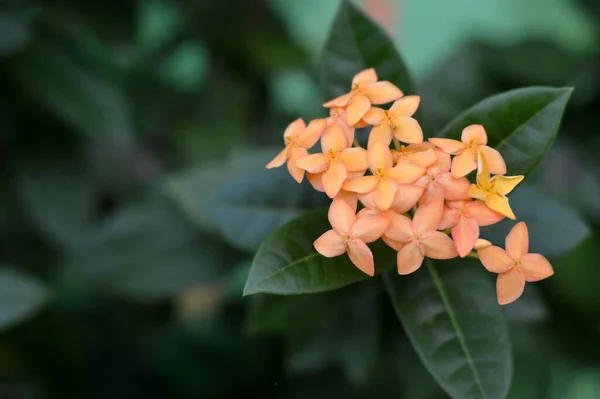 Selektivt Fokus Vackra Apelsinblommor Asoka Saraca Asoca Med Lundgröna Blad — Stockfoto