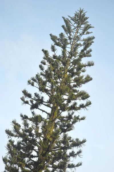 ノルフォーク アラウカリア ヘテロピヤ Salisb フランコ背の高い緑の葉が迫り来る — ストック写真