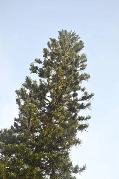ノルフォーク アラウカリア ヘテロピヤ Salisb フランコ背の高い緑の葉が迫り来る — ストック写真