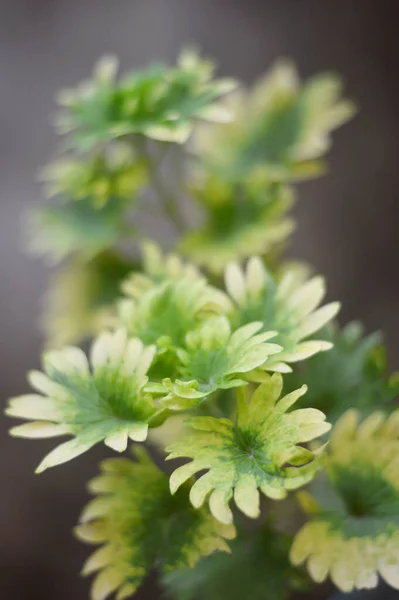 Creeping charlie or ground ivy is a plant of the mint family (Lamiaceae) which has downy leaves with curved edges with green-white or cream-colored varigata