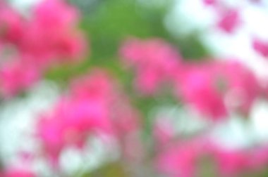 Odaklanmamış bulanık çiçek arkaplanı. Çiçekli arka fon