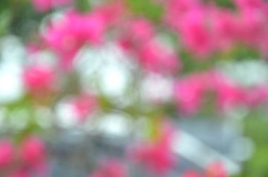 Odaklanmamış bulanık çiçek arkaplanı. Çiçekli arka fon