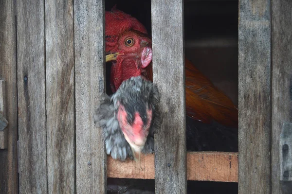 Ayam Dalam Kandang Kayu Buatan Tangan Sebuah Peternakan Tradisional — Stok Foto