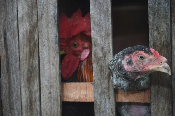 Pollo Una Gabbia Legno Fatta Mano Una Fattoria Tradizionale — Foto Stock