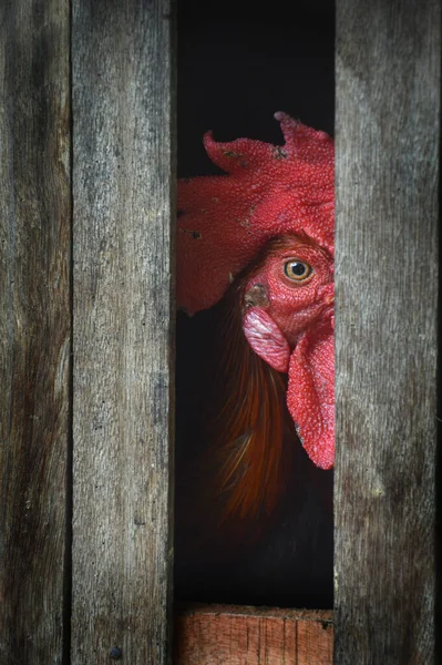Pollo Una Gabbia Legno Fatta Mano Una Fattoria Tradizionale — Foto Stock
