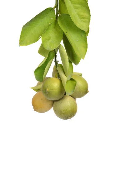 Rama Lima Verde Fresca Citrus Aurantiifolia Sobre Fondo Blanco — Foto de Stock
