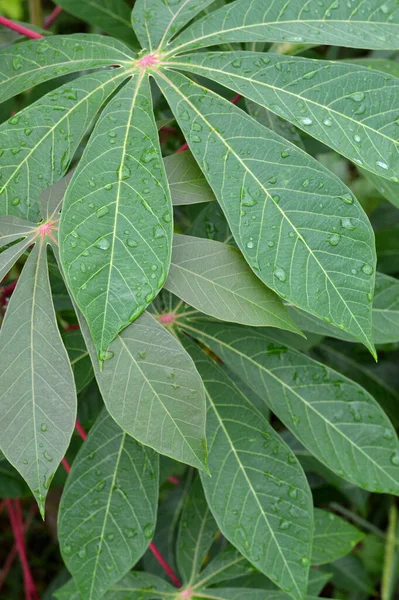 Gouttes Rosée Eau Dans Les Feuilles Vertes Manioc Plantes Manihot — Photo