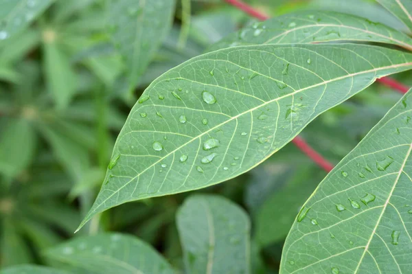 Harmatcseppek Víz Zöld Levelek Cassava Növények Manihot Esculenta — Stock Fotó