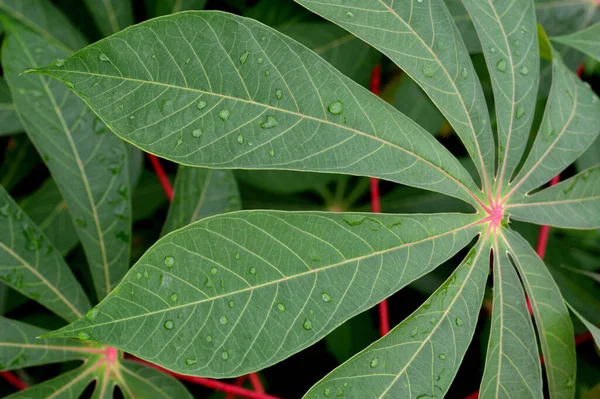 Harmatcseppek Víz Zöld Levelek Cassava Növények Manihot Esculenta — Stock Fotó